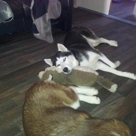 Hondenfoto van Remco, laika en shadow