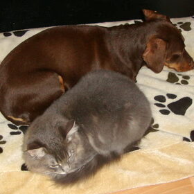 Leven als kat en hond kan ook in liefde gaan...