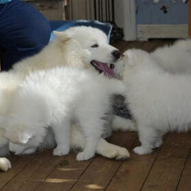 ilya(papa van mikai)met 3 van zijn pups van 8 weken oud