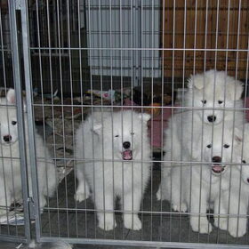 de pups :laat ons eruit!!! hier zijn ze 8 weken oud
