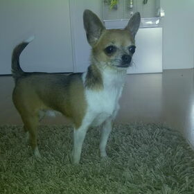 Hondenfoto van Brenda & Buddy & Bobby & Onyx
