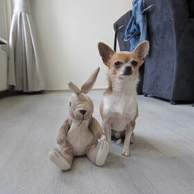 Hondenfoto van Brenda & Buddy & Bobby & Onyx