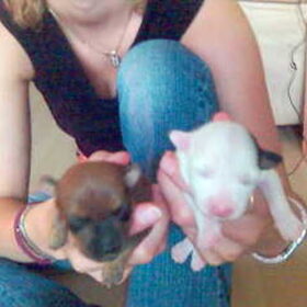 stippie en chippie