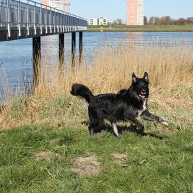 LOL!! Het hondje heeft echt straalaandrijving nodig om Mara bij…