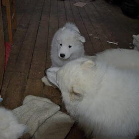 ilya(papa van mikai)met 1 van zijn pups van 8 weken en 3 dagen…