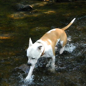 In de rivier Aisne in Ardennen