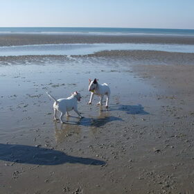 Hondenfoto van Hannah & Bink† en Beertje