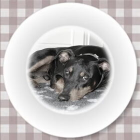 Hondenfoto van Marleen , Blacky & Justy