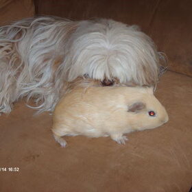 Hondenfoto van liesbeth,Turbo,Luna, Levi en Faith