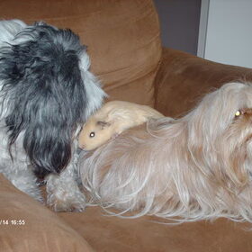 Hondenfoto van liesbeth,Turbo,Luna, Levi en Faith