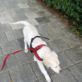 Het tuigje is nog een beetje groot..