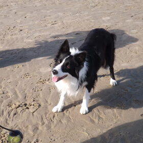 Hondenfoto van Puck & Fenrir 