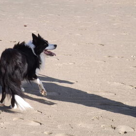 Hondenfoto van Puck & Fenrir 