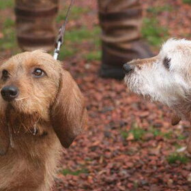 knappe Unique ( (rechts) de tante van Gaya ) met haar Dochter
