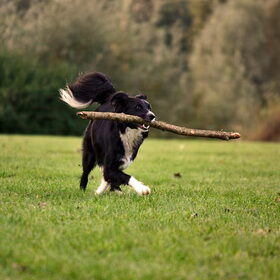 De tak is groter dan de hond!