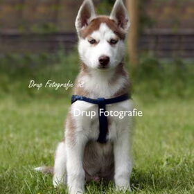 Aiko 9 weekjes oud