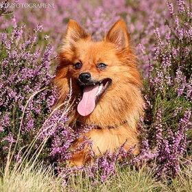 Hondenfoto van Barbara, Vos, Quin en Boo