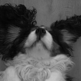 Dizzy