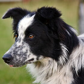 Pip