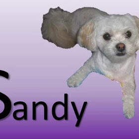 Avatar van de hond van Sigrid.