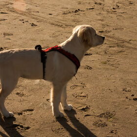 Heerlijk genieten van het loslopen op het strand.