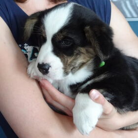 Clooney 1 dag bij ons