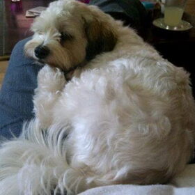 Sammy lekker op schoot slapen