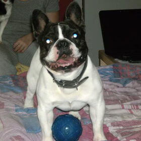 Hondenfoto van **The more I know about people, the more I love dogs**