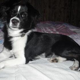 Hondenfoto van **The more I know about people, the more I love dogs**