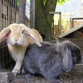 Hondenfoto van Petra,  *Lily Jane*   & Jip