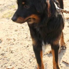 Hondenfoto van Sammie
