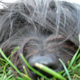 Ons neusje in het gras.
