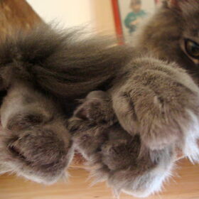 Pootjes!