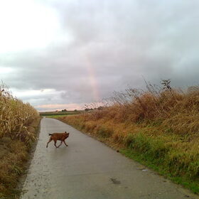 Regenboog Okt. 2012
