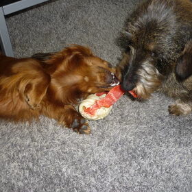 Hondenfoto van Greetje & Odie