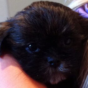 me 3 dametjes/girls ook helemaal blij,als doggie>twinkle bij ons…