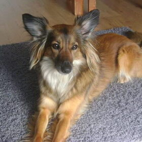 Safanna. Buurmeisje van milo en beau. En oppas hondje.