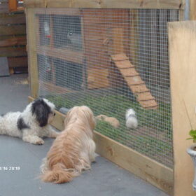 Luna komt ook eens kijken samen met Turbo of de caafjes het wel…