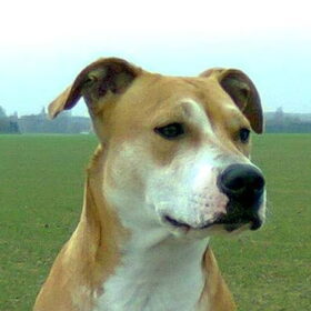 Hondenfoto van Evi * Maya