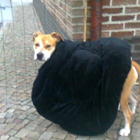 Hondenfoto van Evi * Maya