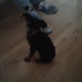 dit was mijn scdooby als pup