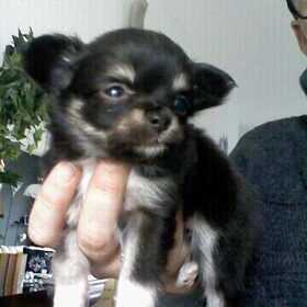 Mijn kleine moppie