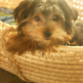 dit is mijn oppashondje simba het is een yorkshire terrier van 1…