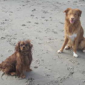Hondenfoto van Lisette, Chico & jersey