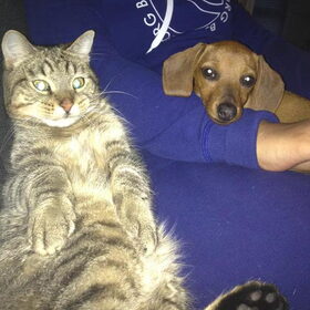 Hondenfoto van Daisy, Diva & Lady