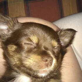 puppy foto