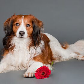 Foto van Buddy gemaakt door Foto'Z