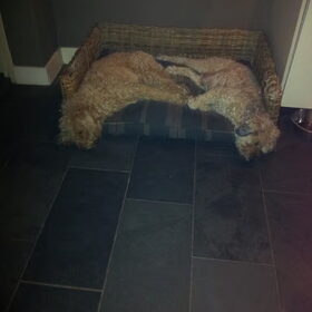 lekker lui onze Doodle en Tibs