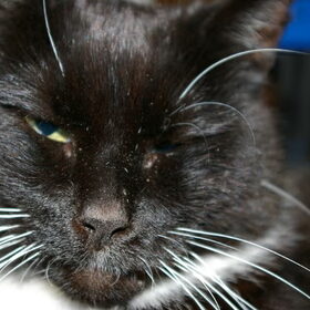Musti