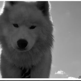 Polar